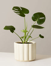 Load image into Gallery viewer, Monstera Deliciosa
