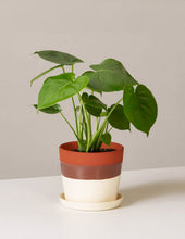 Load image into Gallery viewer, Monstera Deliciosa
