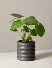 Load image into Gallery viewer, Monstera Deliciosa
