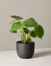 Load image into Gallery viewer, Monstera Deliciosa

