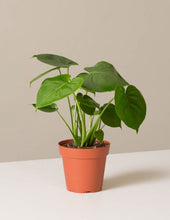 Load image into Gallery viewer, Monstera Deliciosa
