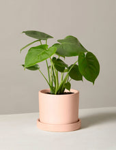Load image into Gallery viewer, Monstera Deliciosa
