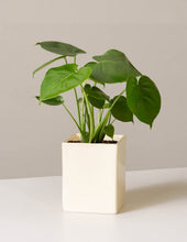 Load image into Gallery viewer, Monstera Deliciosa

