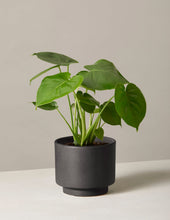 Load image into Gallery viewer, Monstera Deliciosa
