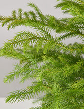 Load image into Gallery viewer, Norfolk Island Pine Tree
