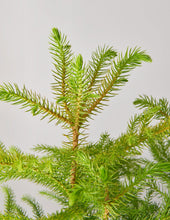 Load image into Gallery viewer, Norfolk Island Pine Tree

