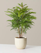 Load image into Gallery viewer, Norfolk Island Pine Tree
