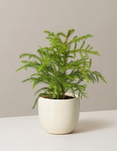 Load image into Gallery viewer, Norfolk Island Pine Tree
