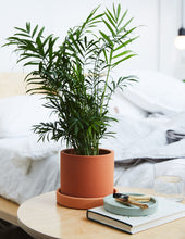 Load image into Gallery viewer, Parlor Palm
