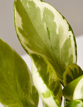 Load image into Gallery viewer, Peperomia Marble
