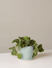 Load image into Gallery viewer, Silver Philodendron
