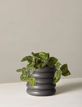 Load image into Gallery viewer, Silver Philodendron

