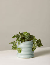 Load image into Gallery viewer, Silver Philodendron
