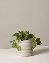 Load image into Gallery viewer, Silver Philodendron
