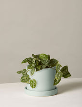 Load image into Gallery viewer, Silver Philodendron
