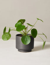 Load image into Gallery viewer, Pilea Peperomioides
