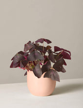 Load image into Gallery viewer, Oxalis
