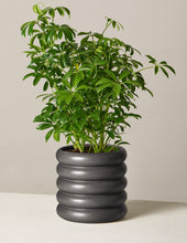 Load image into Gallery viewer, Schefflera
