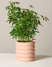 Load image into Gallery viewer, Schefflera
