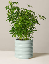 Load image into Gallery viewer, Schefflera
