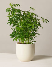 Load image into Gallery viewer, Schefflera
