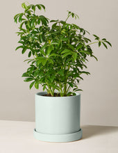 Load image into Gallery viewer, Schefflera
