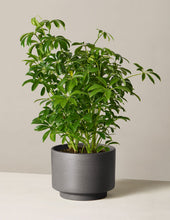 Load image into Gallery viewer, Schefflera
