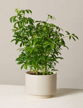 Load image into Gallery viewer, Schefflera
