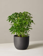 Load image into Gallery viewer, Schefflera
