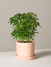 Load image into Gallery viewer, Schefflera
