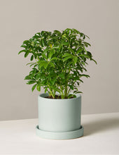 Load image into Gallery viewer, Schefflera
