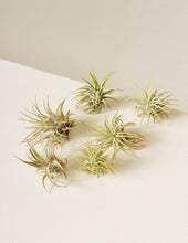 Load image into Gallery viewer, Six Assorted Air Plants
