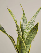 Load image into Gallery viewer, Snake Plant Laurentii
