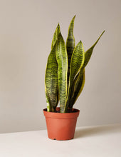 Load image into Gallery viewer, Snake Plant Laurentii
