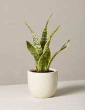 Load image into Gallery viewer, Snake Plant Laurentii

