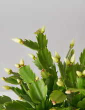 Load image into Gallery viewer, Zygocactus
