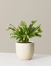 Load image into Gallery viewer, Zygocactus
