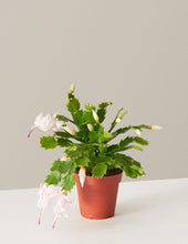 Load image into Gallery viewer, Zygocactus
