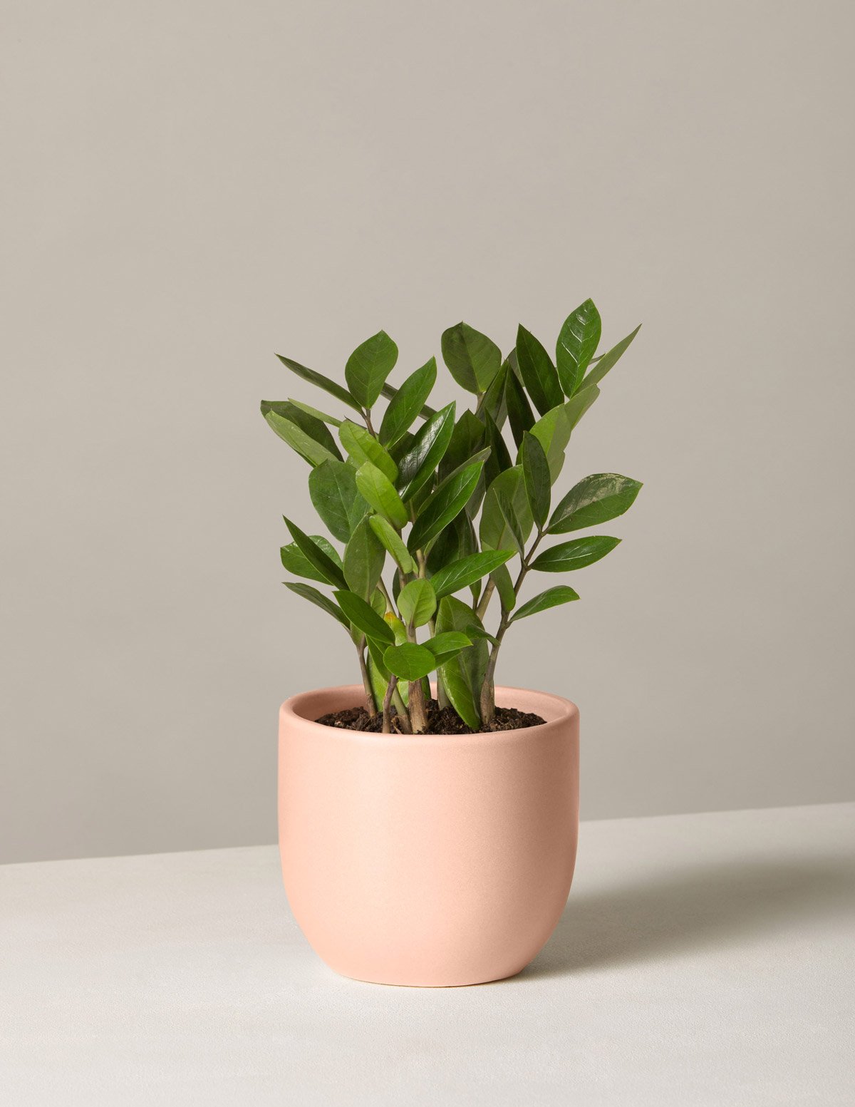 sill zz plant ZZ Plant – themusiczoo12.com