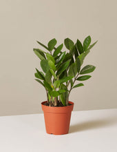 Load image into Gallery viewer, ZZ Plant
